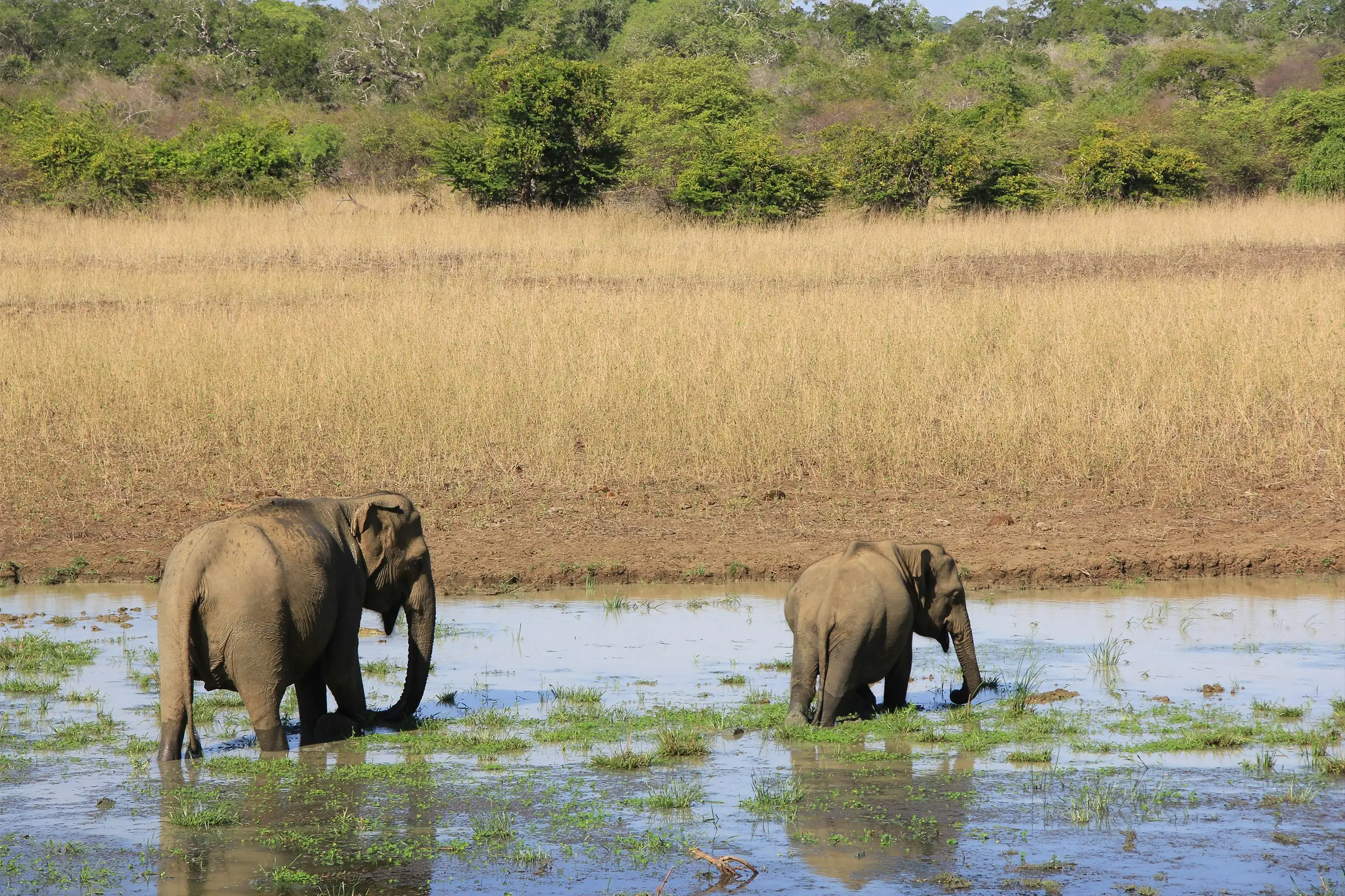 Safari jeep spotting wildlife at Yala
